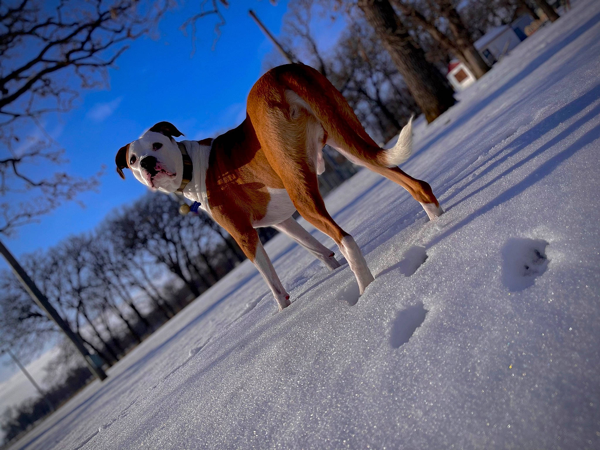 Baymax joined the competition — help win amazing prizes! canidae, carnivore, collar, companion_dog, dog, dog_breed, dog_supply, fawn, freezing, landscape, sky, slope, snow, sporting_group, tail, terrestrial_animal, tree, wildlife, winter, working_dog
