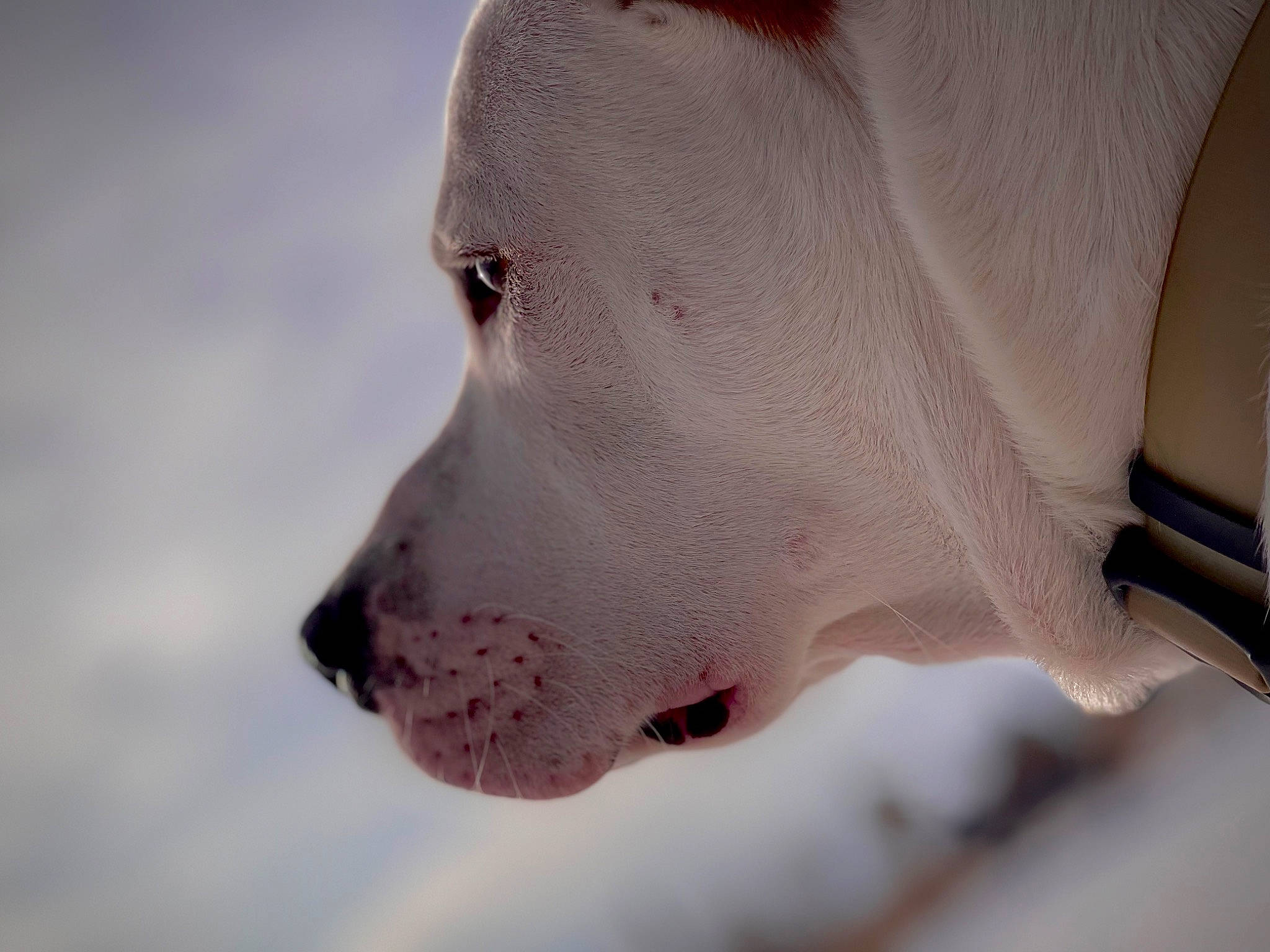 Baymax is registered to the contest to win money with this photo: canidae, carmine, carnivore, dog, dog_breed, eyelash, fang, freezing, fur, human_body, non_sporting_group, snout, snow, sporting_group, terrestrial_animal, whiskers, winter, working_animal