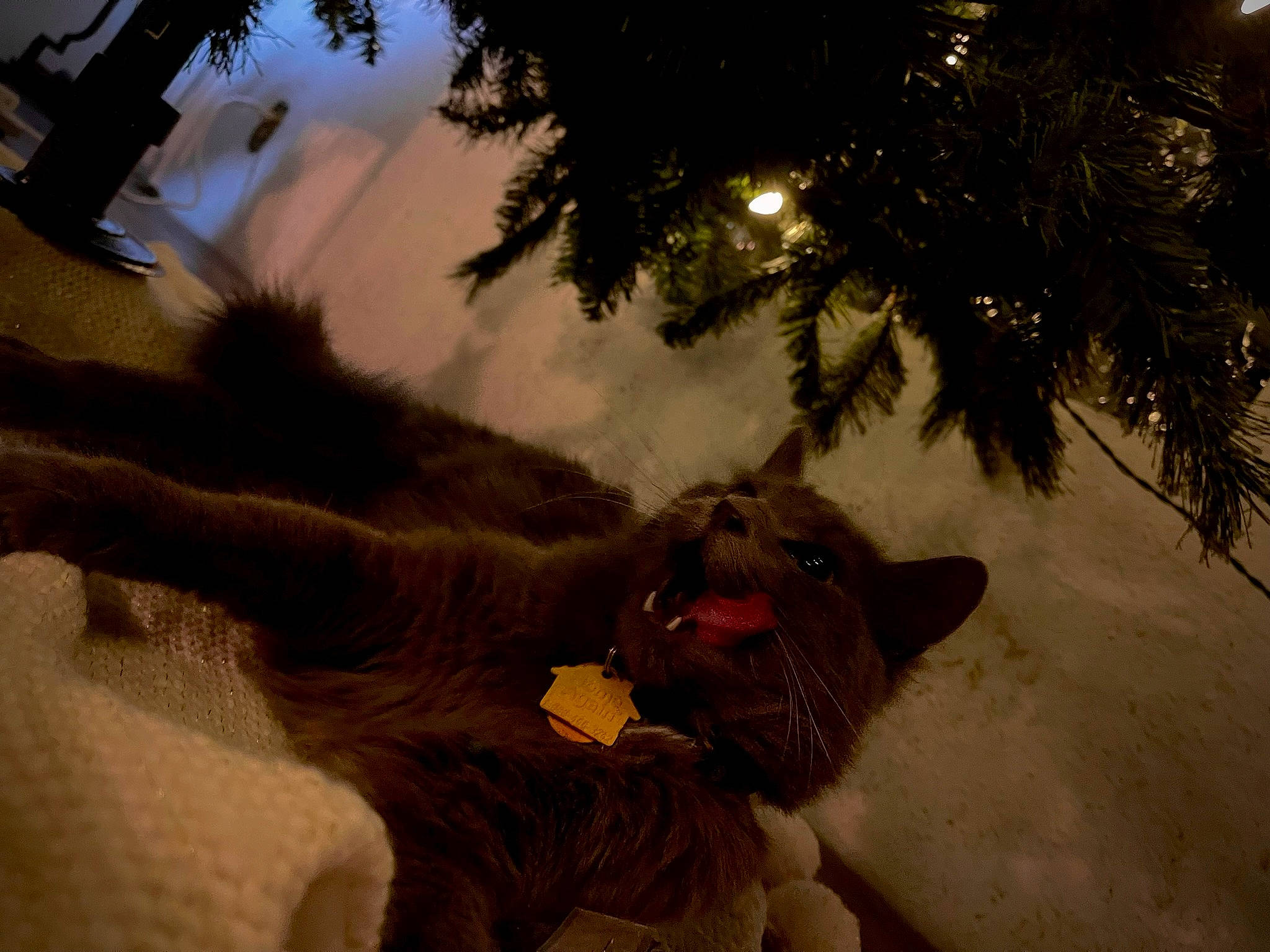 Klo is registered to the contest to win money with this photo: big_cats, carnivore, christmas_decoration, christmas_tree, event, fawn, felidae, fur, grass, happy, head, lion, ornament, plant, small_to_medium_sized_cats, snout, tail, terrestrial_animal, tree, whiskers