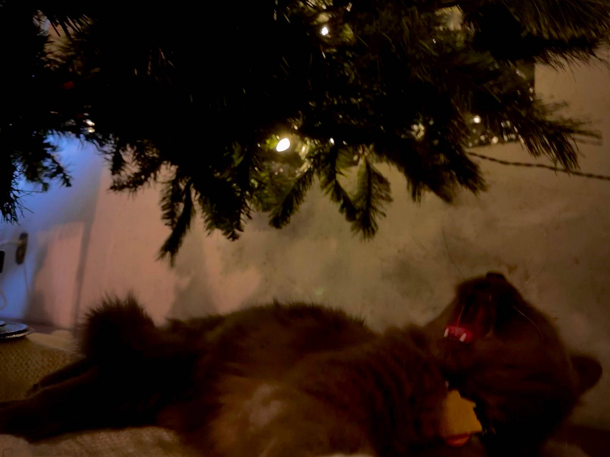 Klo is registered to the contest to win money with this photo: branch, cat, christmas, christmas_decoration, christmas_ornament, christmas_tree, conifer, event, evergreen, felidae, holiday, holiday_ornament, light, nature, ornament, small_to_medium_sized_cats, tail, whiskers, winter, woody_plant