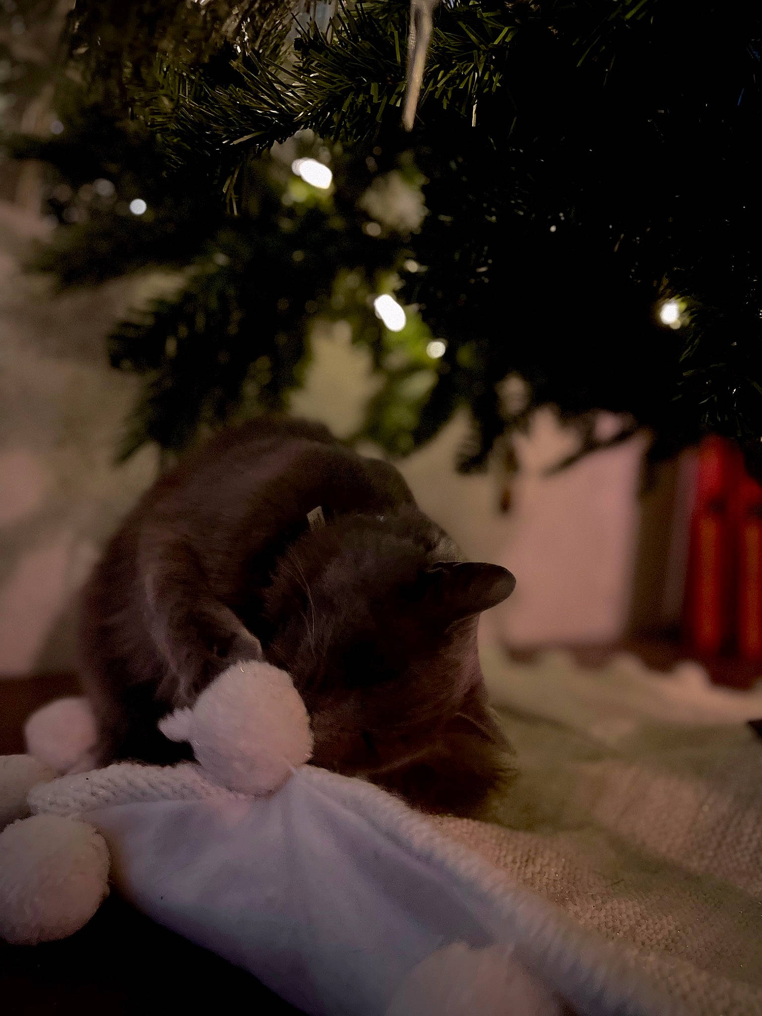 Klo is registered to the contest to win money with this photo: branch, cat, christmas_decoration, christmas_ornament, christmas_tree, event, fawn, felidae, freezing, grass, happy, ornament, plant, small_to_medium_sized_cats, tail, toy, tree, twig, whiskers, wood