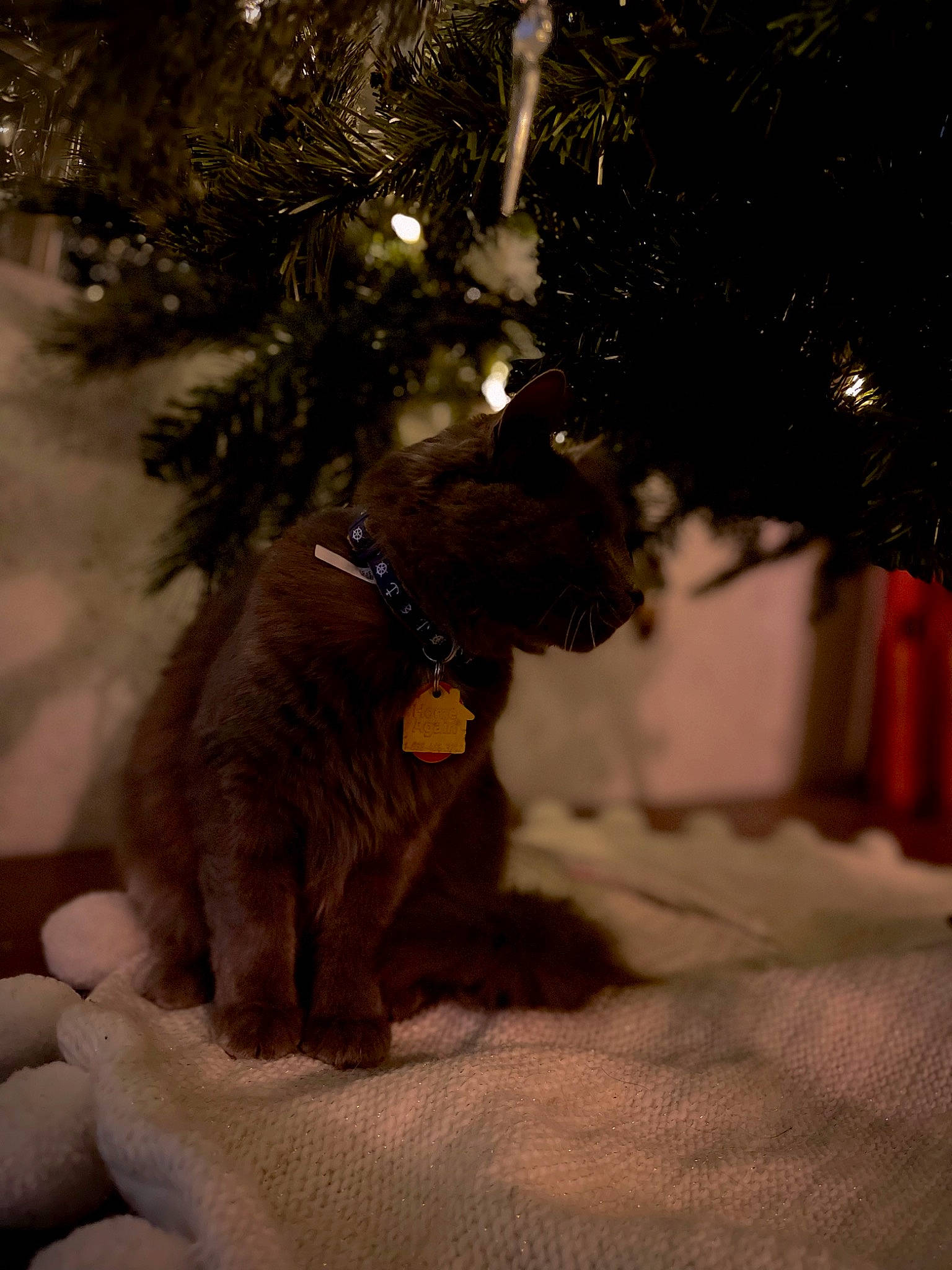 Klo joined the competition — help win amazing prizes! carnivore, christmas, christmas_decoration, christmas_ornament, christmas_tree, companion_dog, conifer, dog, dog_breed, event, evergreen, fawn, felidae, holiday, holiday_ornament, ornament, tail, toy, twig, wood