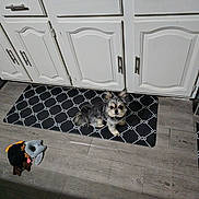 Odie George Whitmore joined the competition — help win amazing prizes! dog, small_dog, fluffy_ears, mat, black_mat, plush_toys, toy, wooden_floor, kitchen, cabinets, white_cabinets, flooring, pet, indoor, animal, cute, sitting, looking, domestic, home