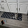 dog, small_dog, fluffy_ears, mat, black_mat, plush_toys, toy, wooden_floor, kitchen, cabinets, white_cabinets, flooring, pet, indoor, animal, cute, sitting, looking, domestic, home