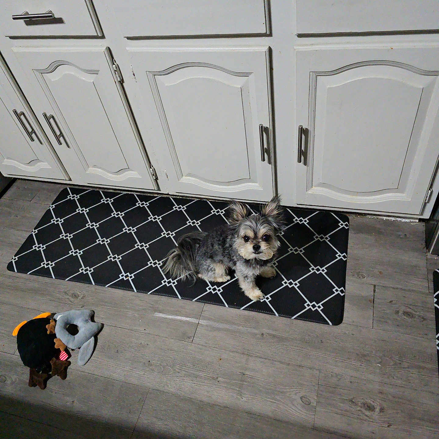 Odie George Whitmore joined the competition — help win amazing prizes! animal, black_mat, cabinets, cute, dog, domestic, flooring, fluffy_ears, home, indoor, kitchen, looking, mat, pet, plush_toys, sitting, small_dog, toy, white_cabinets, wooden_floor