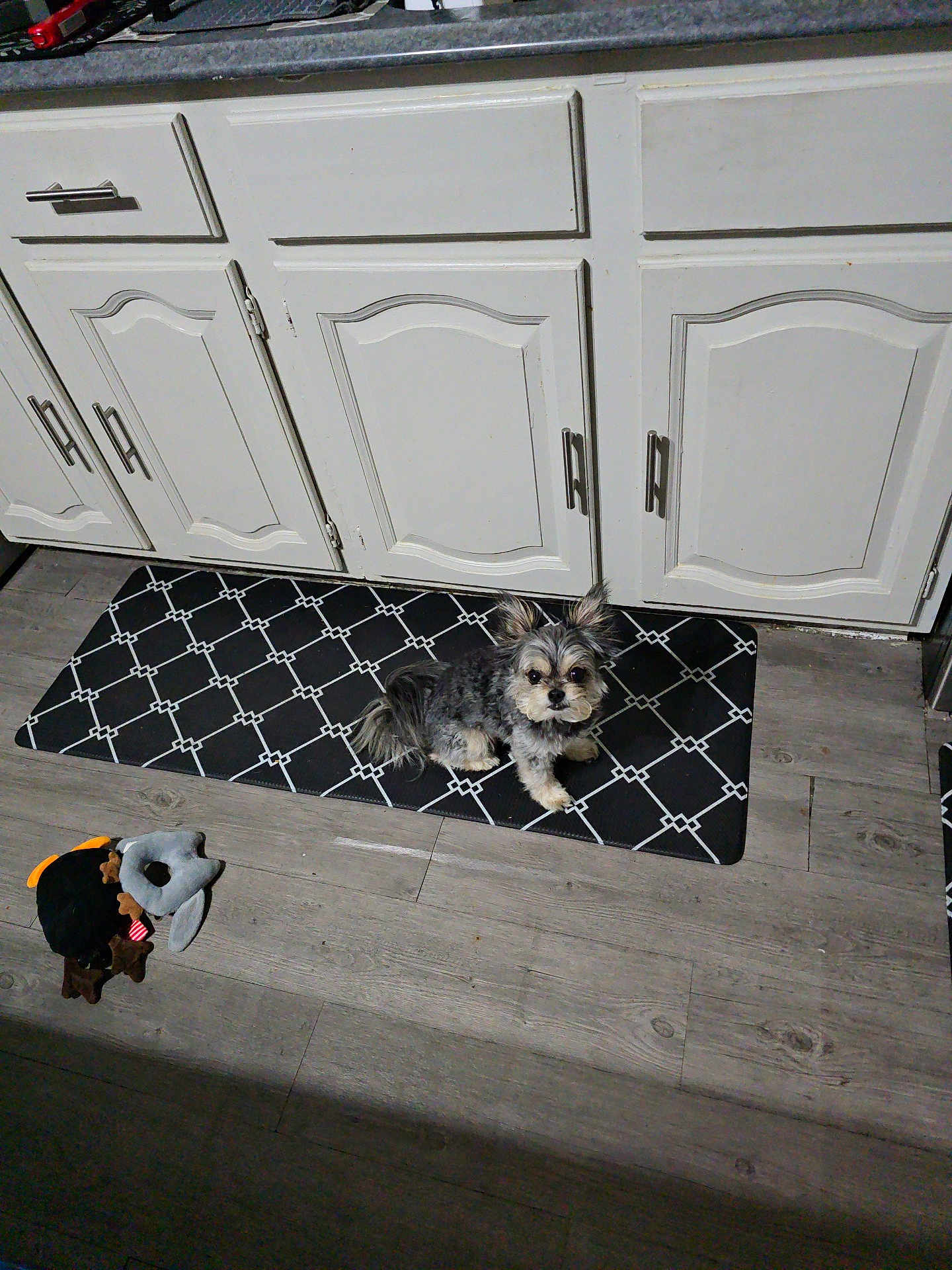 Odie George Whitmore joined the competition — help win amazing prizes! dog, small_dog, fluffy_ears, mat, black_mat, plush_toys, toy, wooden_floor, kitchen, cabinets, white_cabinets, flooring, pet, indoor, animal, cute, sitting, looking, domestic, home