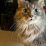 Belle is registered to the contest to win money with this photo: cat, gray_cat, long_hair, whiskers, green_eyes, domestic_cat, pet, indoor, kitchen, toaster, countertop, household_items, curious, feline, close_up, portrait, animal, fur, cute, looking