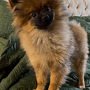 Sienna joined the competition — help win amazing prizes! dog, puppy, pomeranian, fluffy, brown_fur, black_face, pet, cute, indoor, blanket, green, bed, headboard, fur, small_dog, animal, domestic_animal, portrait, standing, curious