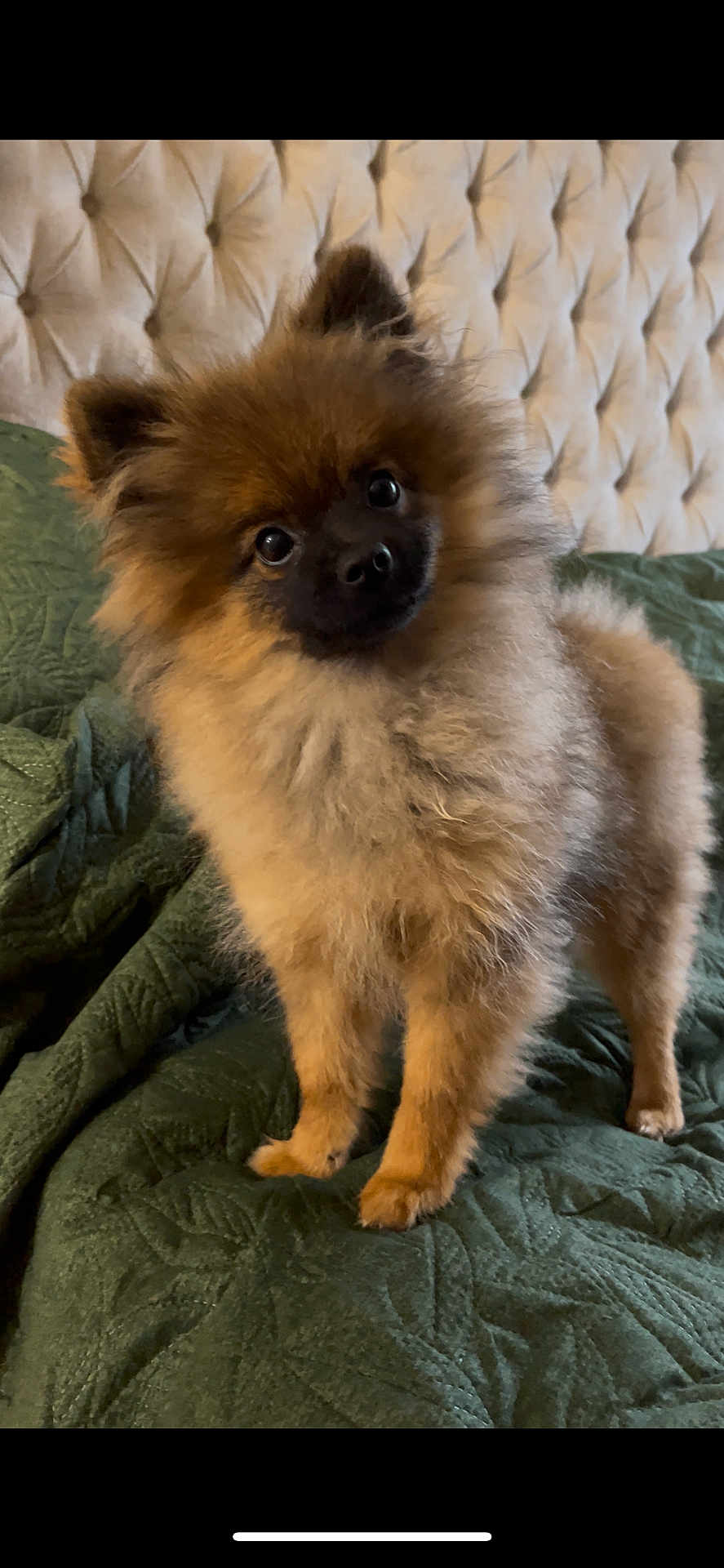 Sienna joined the competition — help win amazing prizes! dog, puppy, pomeranian, fluffy, brown_fur, black_face, pet, cute, indoor, blanket, green, bed, headboard, fur, small_dog, animal, domestic_animal, portrait, standing, curious