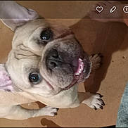 Bruno is registered to the contest to win money with this photo: french_bulldog, dog, pet, indoor, floor, toy, broom, brown_floor, small_dog, animal, canine, playful, looking_up, ears_up, happy, tongue_out, paw, close_up, wrinkles, household