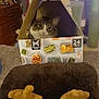 cat, cardboard_box, indoor, furniture, cat_tree, soft_surface, curious, brown, yellow, triangular_flap, peeking, cozy, home_interior, lamp, dresser, door, sitting, pet, domestic, playful