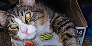 Luther Jet-Lee is registered to the contest to win money with this photo: cat, tabby_cat, cardboard_box, indoor, pet, animal, paw, curious, yellow_eyes, feline, resting, patterned_fabric, close_up, whiskers, pink_nose, striped_fur, cozy, domestic_cat, box, relaxed
