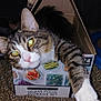 cat, tabby_cat, cardboard_box, indoor, pet, animal, paw, curious, yellow_eyes, feline, resting, patterned_fabric, close_up, whiskers, pink_nose, striped_fur, cozy, domestic_cat, box, relaxed