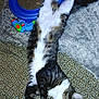 cat, stretching, toy, blue, furry, patterned_surface, rug, relaxed, indoor, pet, sleeping, white_paws, tabby, whiskers, claws, fluffy, animal, cute, domestic, playful