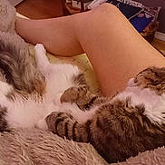 Luther Jet-Lee joined the competition — help win amazing prizes! cat, tabby, pet, animal, blanket, fur, legs, human, indoor, cozy, resting, sleeping, comfort, home, wood_floor, furniture, relaxation, warmth, soft, cuddly