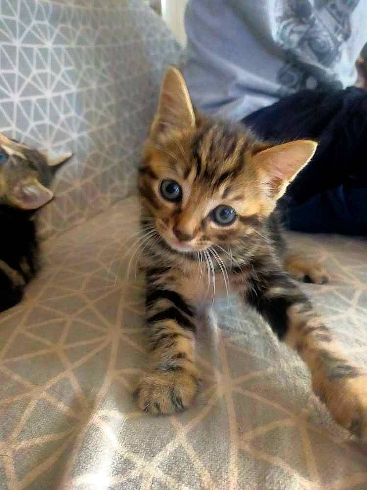 Shana participe au concours pour gagner de l'argent avec cette photo : carnivore, cat, claw, comfort, domestic_short_haired_cat, fawn, felidae, flooring, fur, paw, small_to_medium_sized_cats, tail, terrestrial_animal, whiskers, wildlife, wood