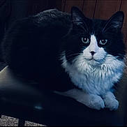 Little Man is registered to the contest to win money with this photo: attentive, black_and_white, cat, chair, closeup, cozy, domestic_cat, feline, fur, furniture, green_eyes, household, indoor, long_hair, paws, pet, portrait, sitting, tuxedo_cat, whiskers