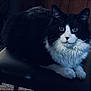 attentive, black_and_white, cat, chair, closeup, cozy, domestic_cat, feline, fur, furniture, green_eyes, household, indoor, long_hair, paws, pet, portrait, sitting, tuxedo_cat, whiskers