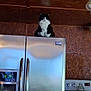 appliance, cat, counter, curious, domestic_animal, feline, furniture_top, high_place, home_interior, indoor, kitchen, metal_surface, pan, pet, portrait, refrigerator, sitting, stove, tuxedo_cat, wooden_ceiling