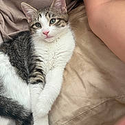 Gwen is registered to the contest to win money with this photo: cat, kitten, tabby, white_fur, striped_fur, pet, animal, bed, bedding, indoor, cozy, lying_down, front_paw, whiskers, green_eyes, pink_nose, portrait, cute, relaxed, person