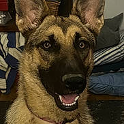 Willow joined the competition — help win amazing prizes! alert, basket, bedding, blanket, closeup, collar, dog, ears, eyes, face, fur, furniture, german_shepherd, happy, indoor, pet, portrait, sitting, teeth, tongue