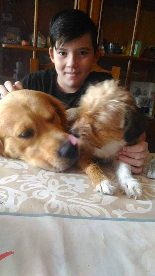 Kali a rejoint le concours — aidez-le/la à gagner de superbes lots ! canidae, carnivore, chair, companion_dog, dog, dog_breed, ear, fawn, fur, liver, puppy, puppy_love, shelf, smile, snout, sporting_group, toy_dog, whiskers, wood, working_animal