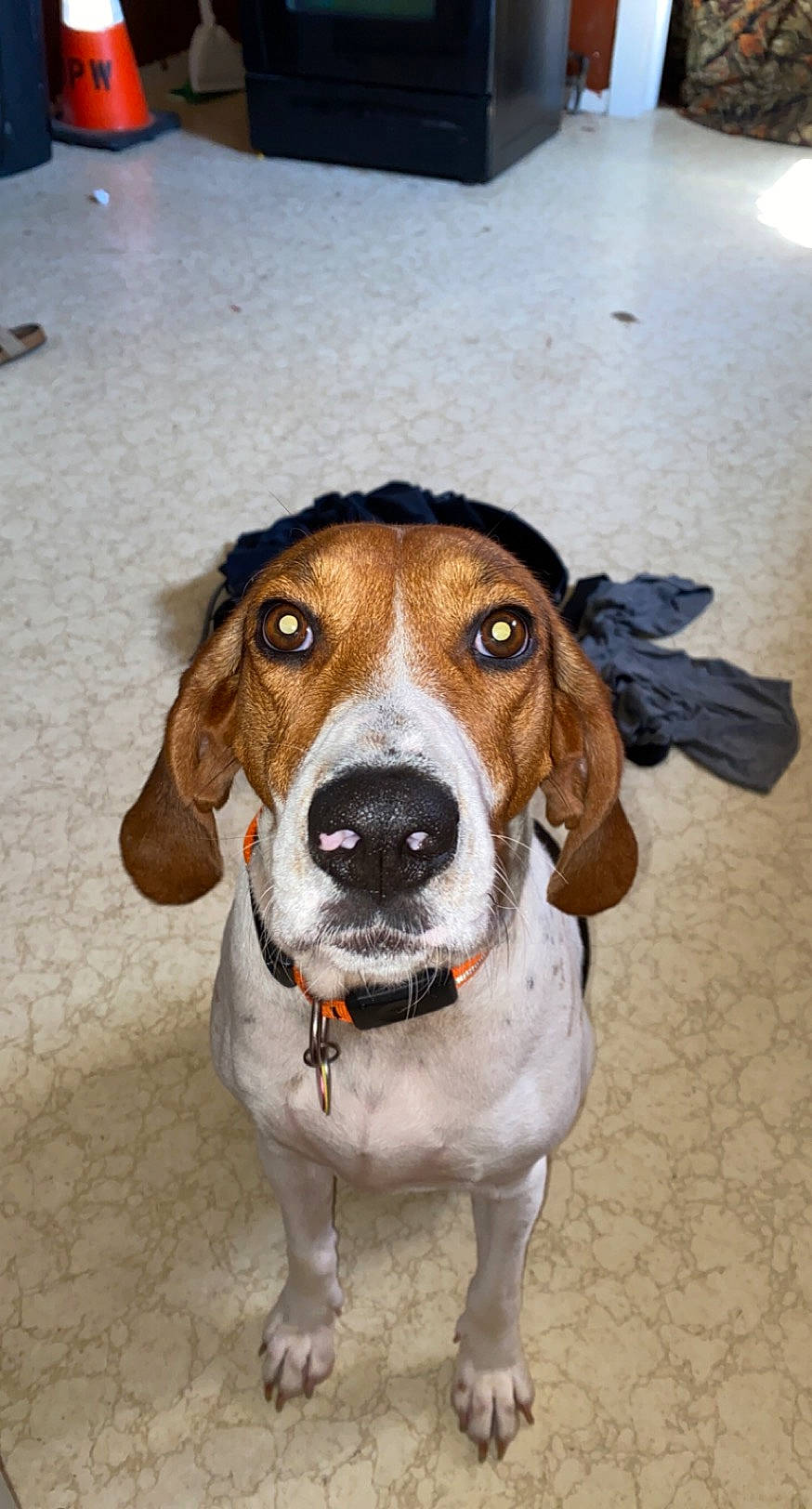 Heart is registered to the contest to win money with this photo: canidae, carnivore, collar, companion_dog, dog, dog_breed, fawn, finnish_hound, hound, hunting_dog, scent_hound, snout, sporting_group, working_animal