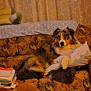 Saphire a rejoint le concours — aidez-le/la à gagner de superbes lots ! dog, australian_shepherd, tricolor, fluffy, long_hair, pet, animal, face, eyes, sitting, lounging, couch, sofa, pillow, blanket, curtains, cozy, indoors, books, living_room