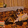 dog, australian_shepherd, tricolor, fluffy, long_hair, pet, animal, face, eyes, sitting, lounging, couch, sofa, pillow, blanket, curtains, cozy, indoors, books, living_room
