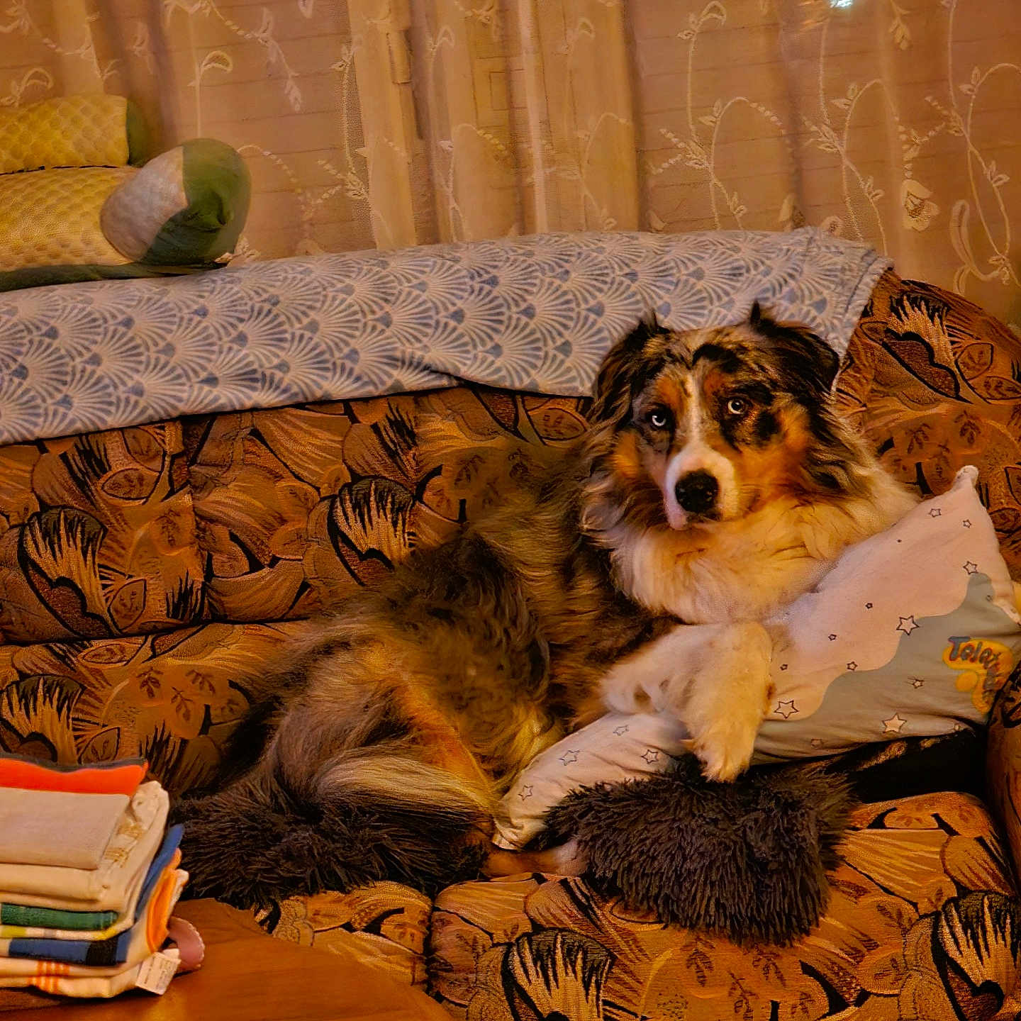 Saphire a rejoint le concours — aidez-le/la à gagner de superbes lots ! dog, australian_shepherd, tricolor, fluffy, long_hair, pet, animal, face, eyes, sitting, lounging, couch, sofa, pillow, blanket, curtains, cozy, indoors, books, living_room