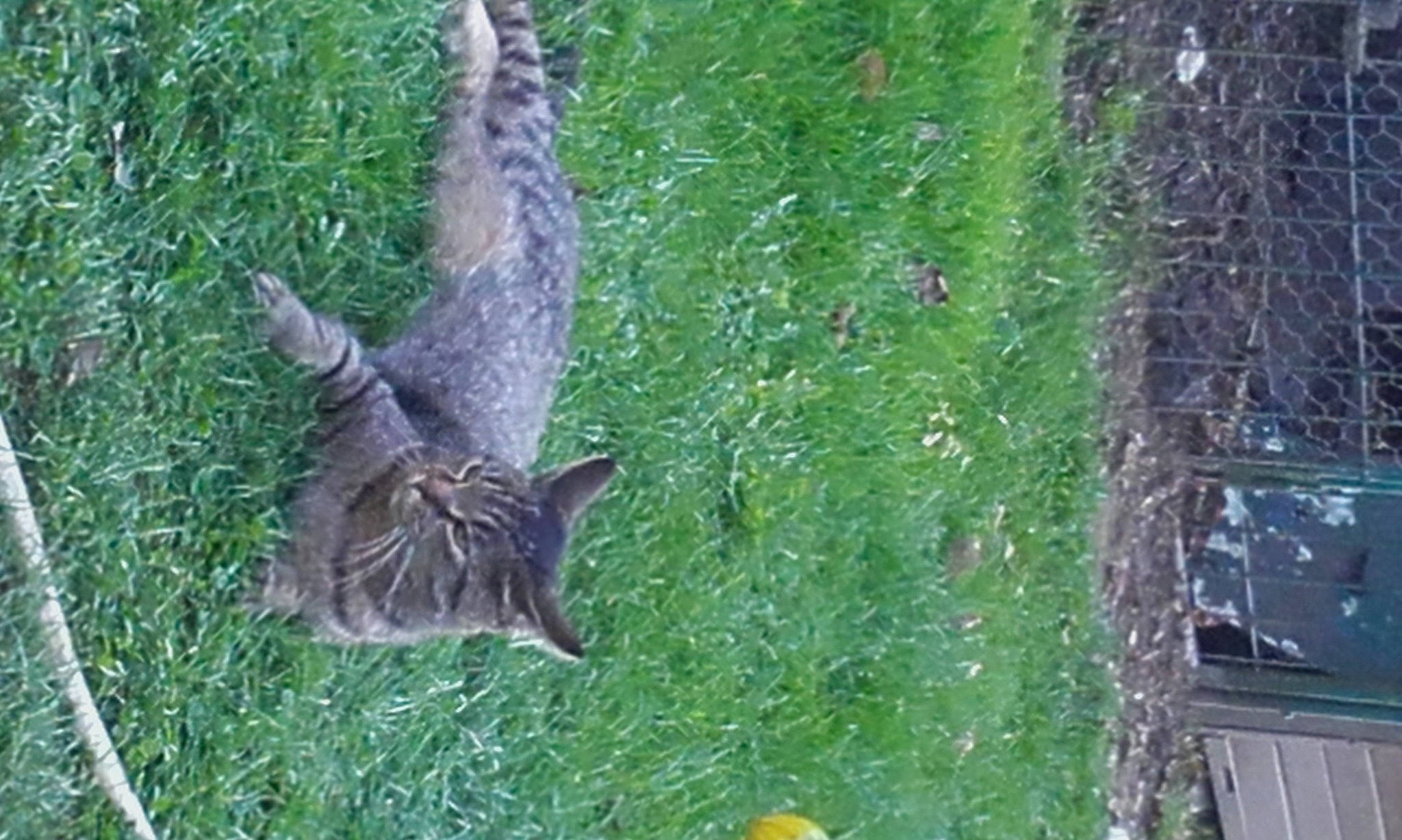 Oscar participe au concours pour gagner de l'argent avec cette photo : _geese_and_swans, beak, cat, domestic_short_haired_cat, duck, ducks, falconiformes, feather, felidae, grass, groundcover, plant, small_to_medium_sized_cats, tail, terrestrial_animal, tree, trunk, water_bird, whiskers, wildlife