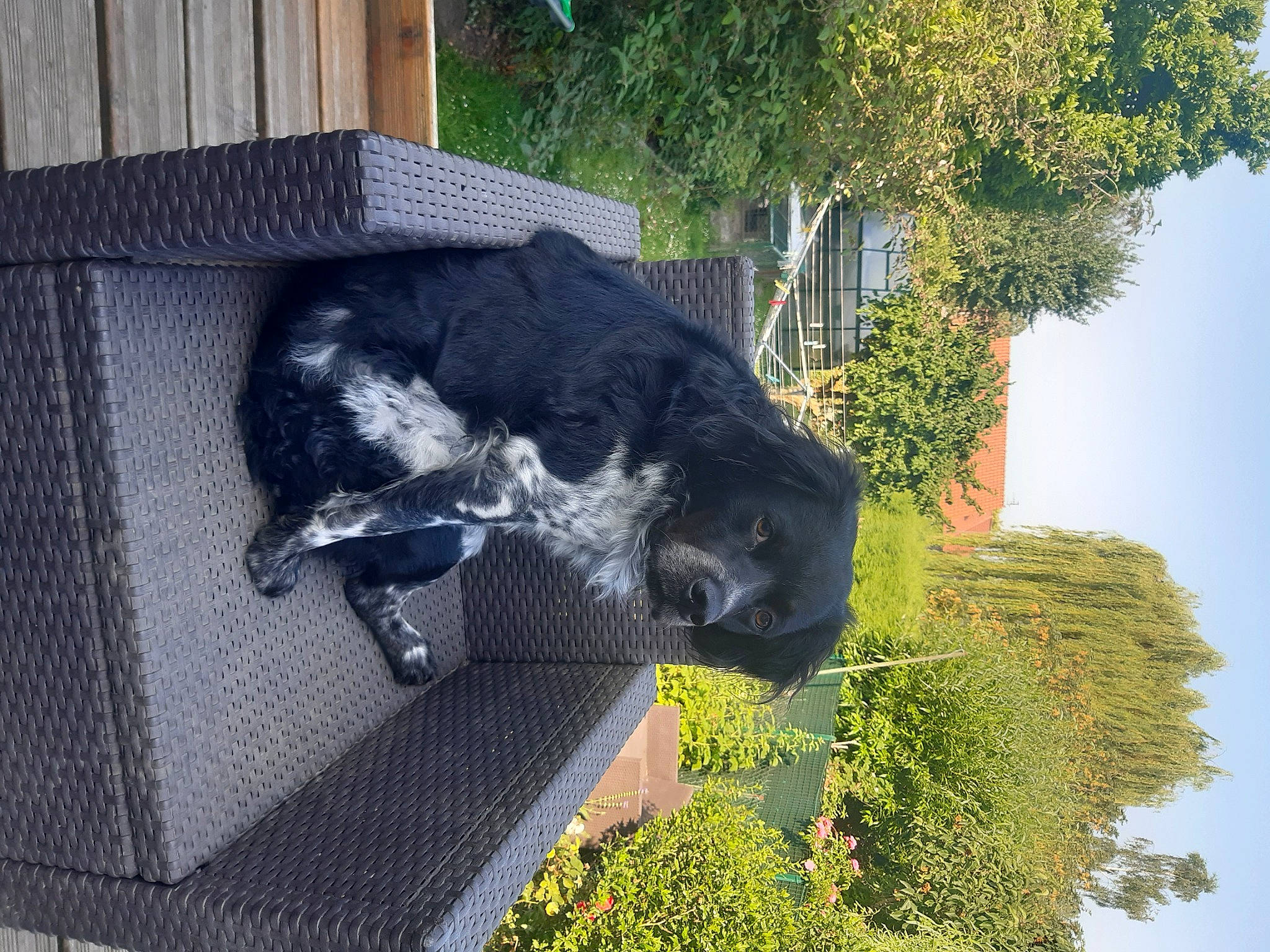 Oscar a rejoint le concours — aidez-le/la à gagner de superbes lots ! art, canidae, carnivore, companion_dog, dog, dog_breed, fur, garden, grass, pet_supply, plant, sculpture, shrub, sky, sporting_group, tail, tree, water, working_animal, world