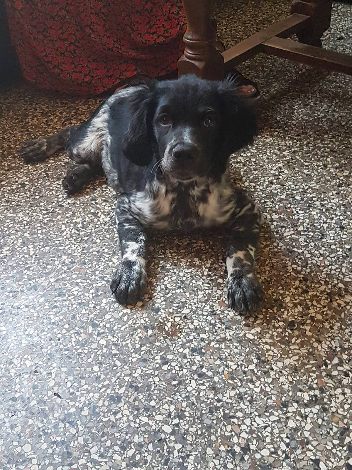 Toby participe au concours pour gagner de l'argent avec cette photo : asphalt, borador, canidae, carnivore, companion_dog, dog, dog_breed, flooring, fur, road_surface, soil, tail, tints_and_shades, whiskers, working_animal