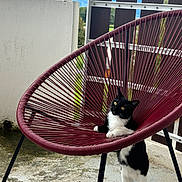 Perle a rejoint le concours — aidez-le/la à gagner de superbes lots ! cat, black_and_white_cat, chair, outdoor, balcony, concrete_floor, fence, mountains, cloudy_sky, curious, standing, pet, animal, domestic_cat, furniture, cord_chair, white_wall, nature, daylight, playful