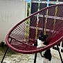 cat, black_and_white_cat, chair, outdoor, balcony, concrete_floor, fence, mountains, cloudy_sky, curious, standing, pet, animal, domestic_cat, furniture, cord_chair, white_wall, nature, daylight, playful