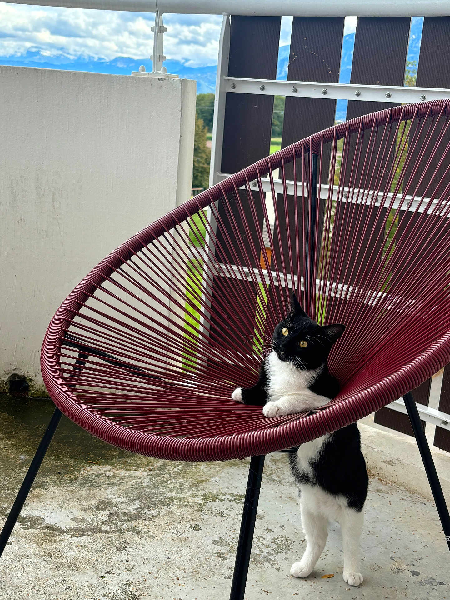 Perle a rejoint le concours — aidez-le/la à gagner de superbes lots ! cat, black_and_white_cat, chair, outdoor, balcony, concrete_floor, fence, mountains, cloudy_sky, curious, standing, pet, animal, domestic_cat, furniture, cord_chair, white_wall, nature, daylight, playful