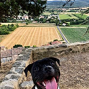 Leo participe au concours pour gagner de l'argent avec cette photo : dog, black_and_white, smiling, tongue_out, stone_wall, countryside, fields, trees, landscape, outdoor, nature, happy, pet, grass, hill, sky, rural, summer, animal, portrait