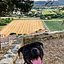 dog, black_and_white, smiling, tongue_out, stone_wall, countryside, fields, trees, landscape, outdoor, nature, happy, pet, grass, hill, sky, rural, summer, animal, portrait