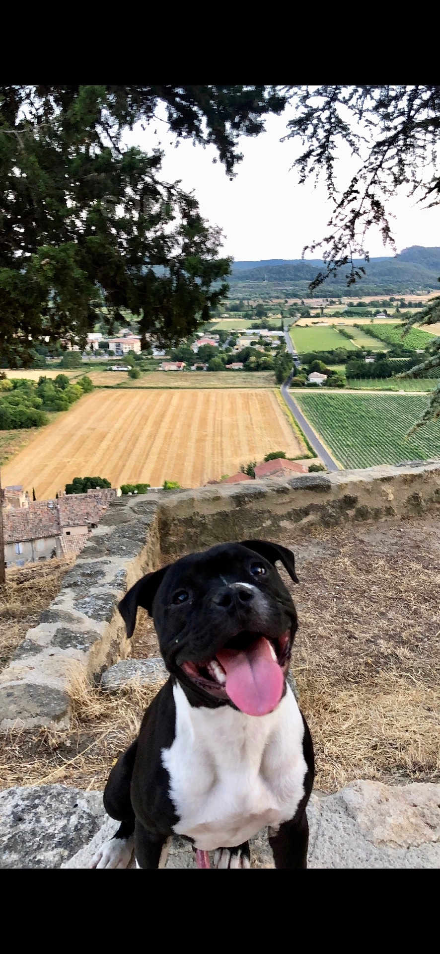 Leo participe au concours pour gagner de l'argent avec cette photo : dog, black_and_white, smiling, tongue_out, stone_wall, countryside, fields, trees, landscape, outdoor, nature, happy, pet, grass, hill, sky, rural, summer, animal, portrait