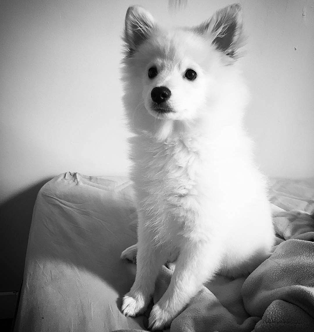 Laos a rejoint le concours — aidez-le/la à gagner de superbes lots ! ancient_dog_breeds, canidae, carnivore, companion_dog, dog, dog_breed, fur, indian_spitz, japanese_spitz, jaw, monochrome, monochrome_photography, non_sporting_group, samoyed, snout, sporting_group, style, terrestrial_animal, whiskers, working_animal