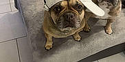 Kaya participe au concours pour gagner de l'argent avec cette photo : dog, french_bulldog, pet, indoor, couch, gray_blanket, hat, white_cap, looking_up, floor_tiles, three_dogs, animal, companion, cute, domestic_animal, relaxed, brown_dog, short_hair, snout, ears