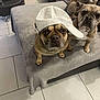dog, french_bulldog, pet, indoor, couch, gray_blanket, hat, white_cap, looking_up, floor_tiles, three_dogs, animal, companion, cute, domestic_animal, relaxed, brown_dog, short_hair, snout, ears