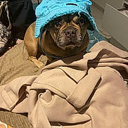 Kaya a rejoint le concours — aidez-le/la à gagner de superbes lots ! bulldog, dog, hat, blue_hat, pet, bed, blanket, indoor, brown_dog, looking_up, expression, soft_texture, casual, furniture, bag, floor, portrait, animal, cozy, home