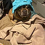 bulldog, dog, hat, blue_hat, pet, bed, blanket, indoor, brown_dog, looking_up, expression, soft_texture, casual, furniture, bag, floor, portrait, animal, cozy, home