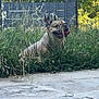 dog, french_bulldog, grass, outdoor, tongue_out, pet, happy, nature, greenery, fence, canine, summer, sunlight, animal, muzzle, ears, snout, playful, tongue, relaxed