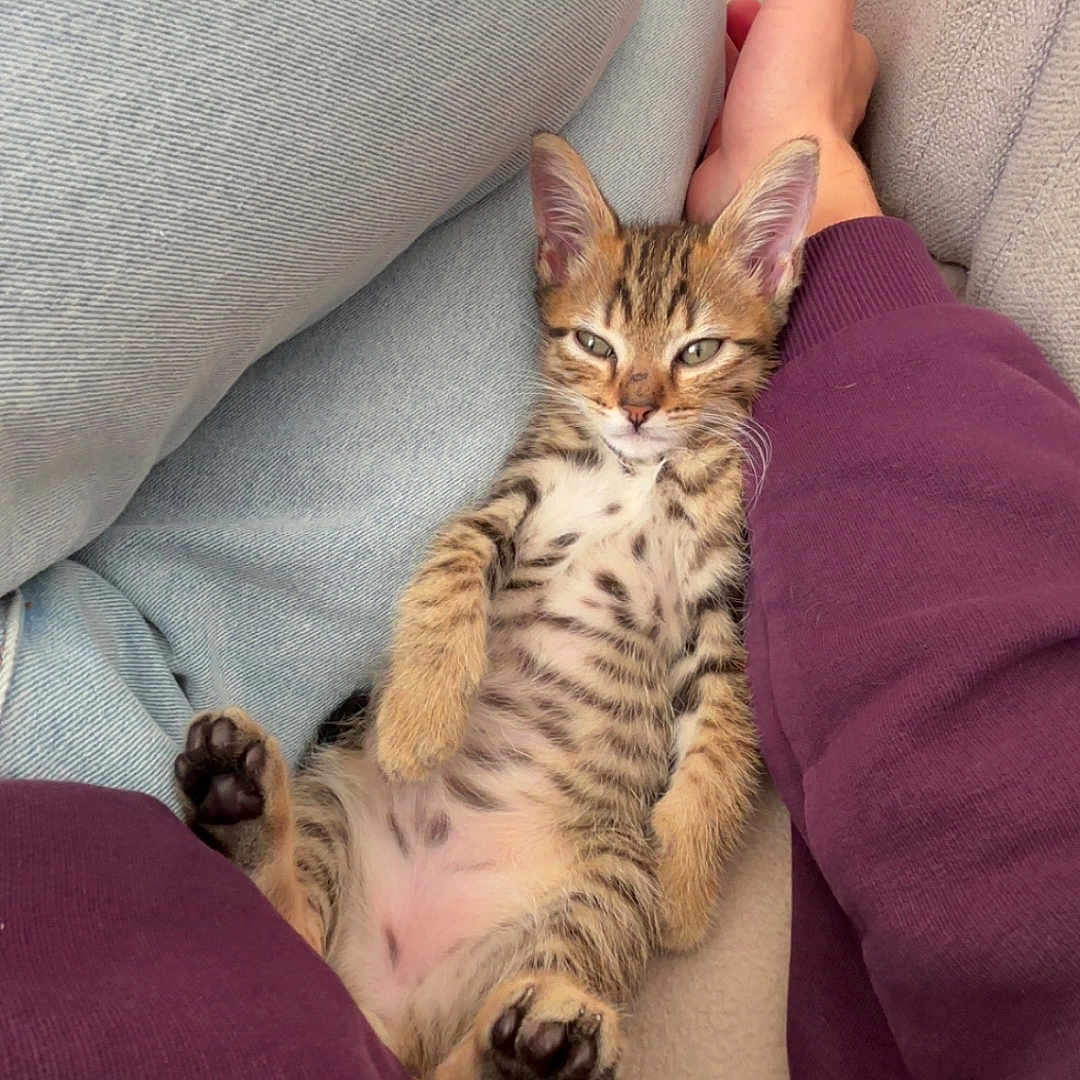 Aslan a rejoint le concours — aidez-le/la à gagner de superbes lots ! belly, cat, cozy, cute, ears, fur, human_arm, indoor, kitten, light_blue_clothing, lying_down, nap, paw, pet, purple_clothing, relaxed, resting, sofa, tabby, whiskers