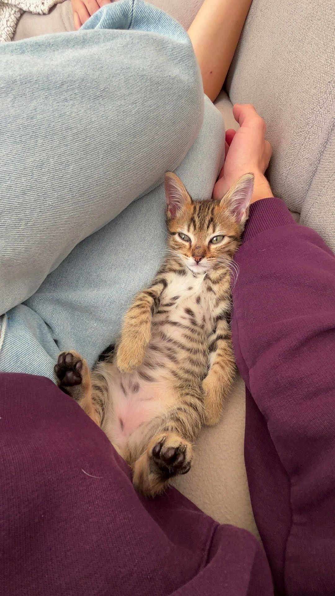 Aslan a rejoint le concours — aidez-le/la à gagner de superbes lots ! kitten, tabby, cat, pet, cute, lying_down, relaxed, cozy, indoor, sofa, human_arm, purple_clothing, light_blue_clothing, paw, fur, whiskers, ears, belly, resting, nap