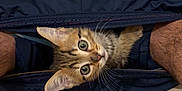 Aslan participe au concours pour gagner de l'argent avec cette photo : kitten, cat, tabby, curious, peeking, pants, legs, tile_floor, footwear, nike, slide_sandal, indoor, pet, animal, cute, small, fur, whiskers, eyes, person