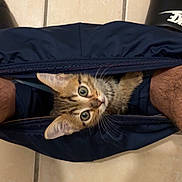 Aslan participe au concours pour gagner de l'argent avec cette photo : kitten, cat, pet, curious, floor, tile, pants, clothing, person, legs, feet, sandals, nike, indoor, closeup, animal, cute, playful, fur, ears