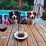 cake, celebration, chair, daylight, dog, drink, flower, garden, greenery, happy, nature, number_candle, outdoor, pet, pool, smiling, summer, table, umbrella, wood